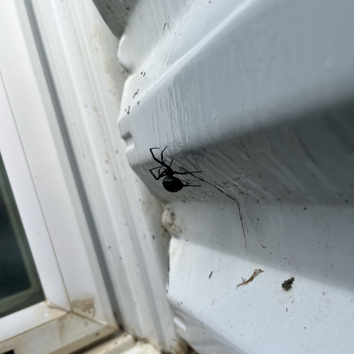 A black widow spider in a basement window well beside the window frame