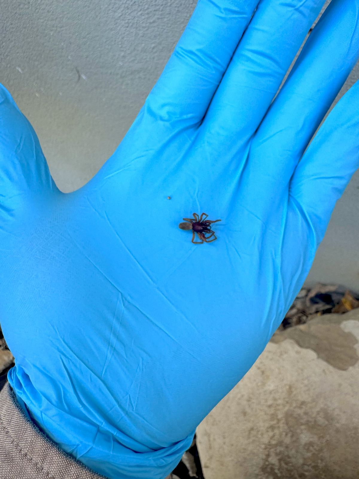 A woodlouse spider found during an inspection